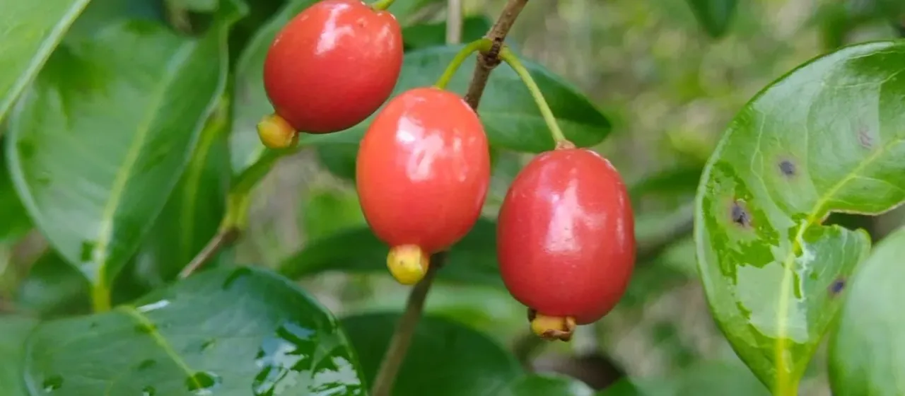 Eugenia cerasiflora