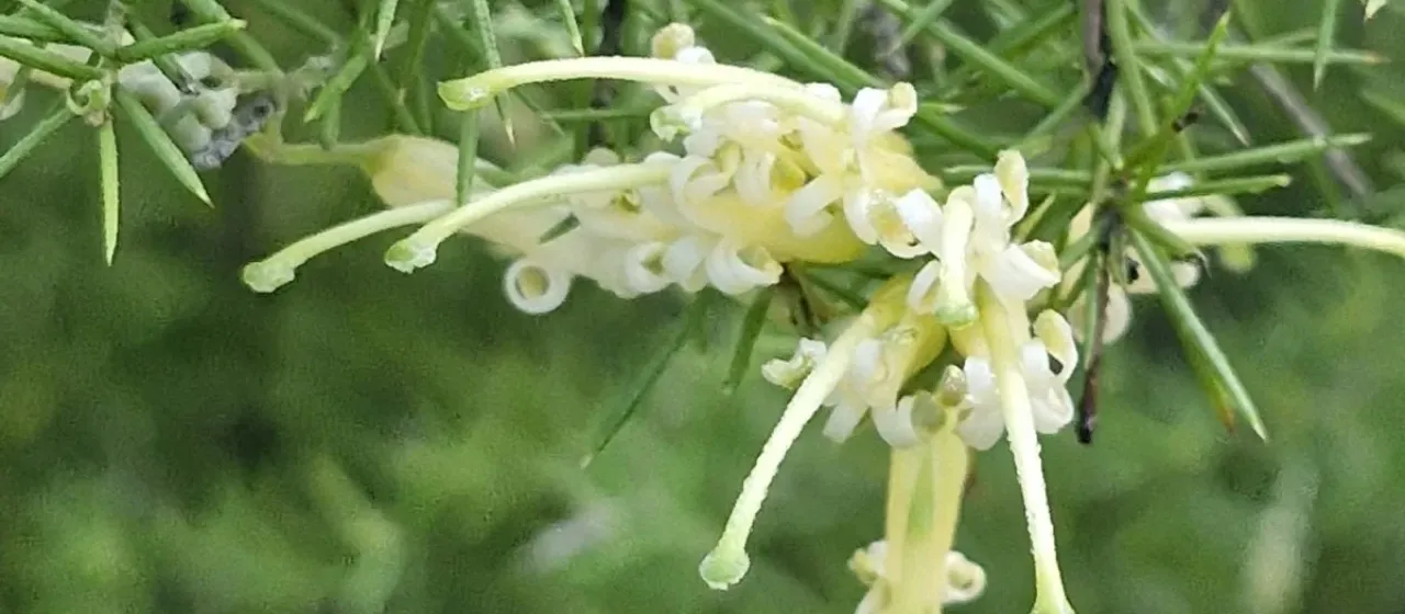 Juniper-leaf grevillea