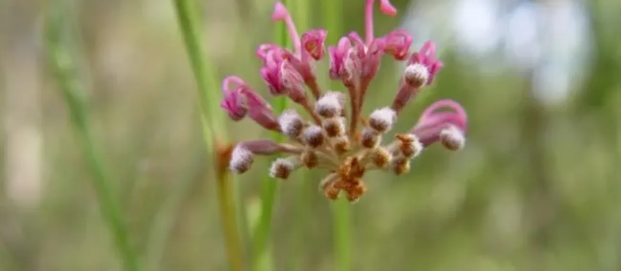 Grevillea leiophylla
