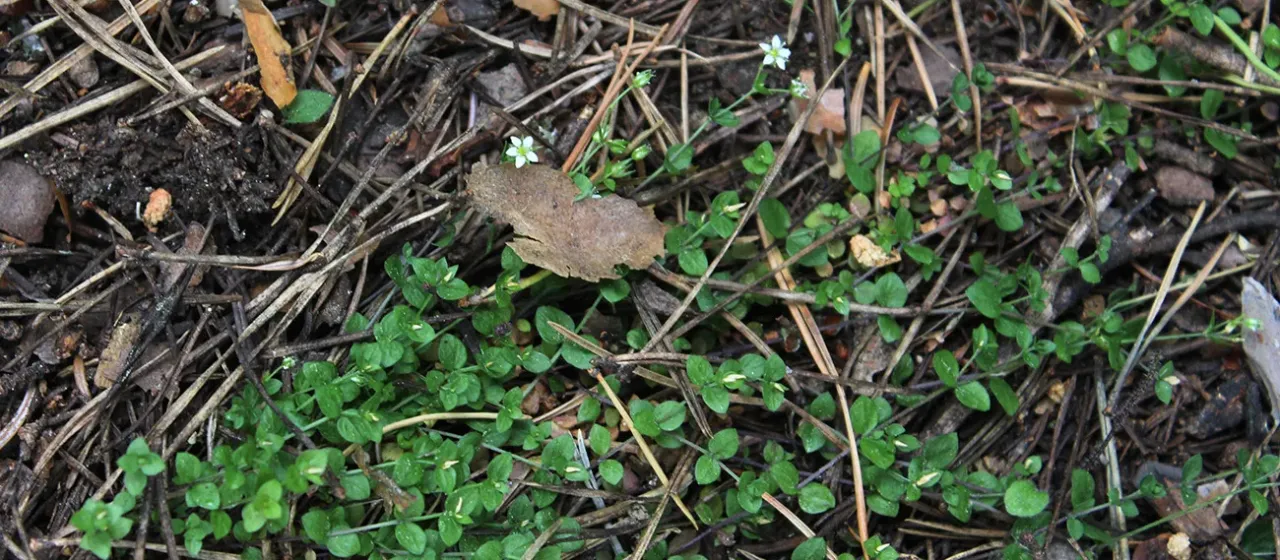Round-leaved sandwort