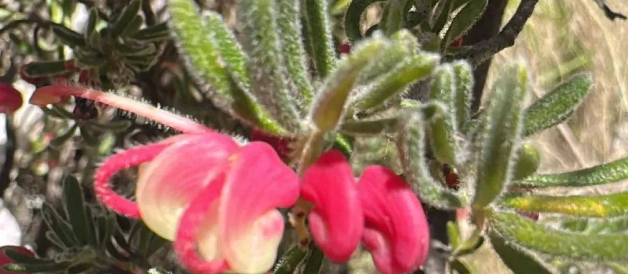 Grevillea woolly