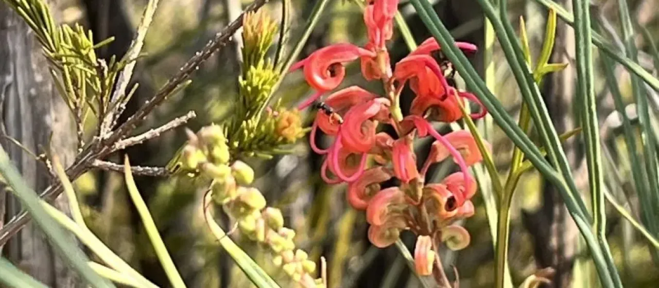 Grevillea longistyla