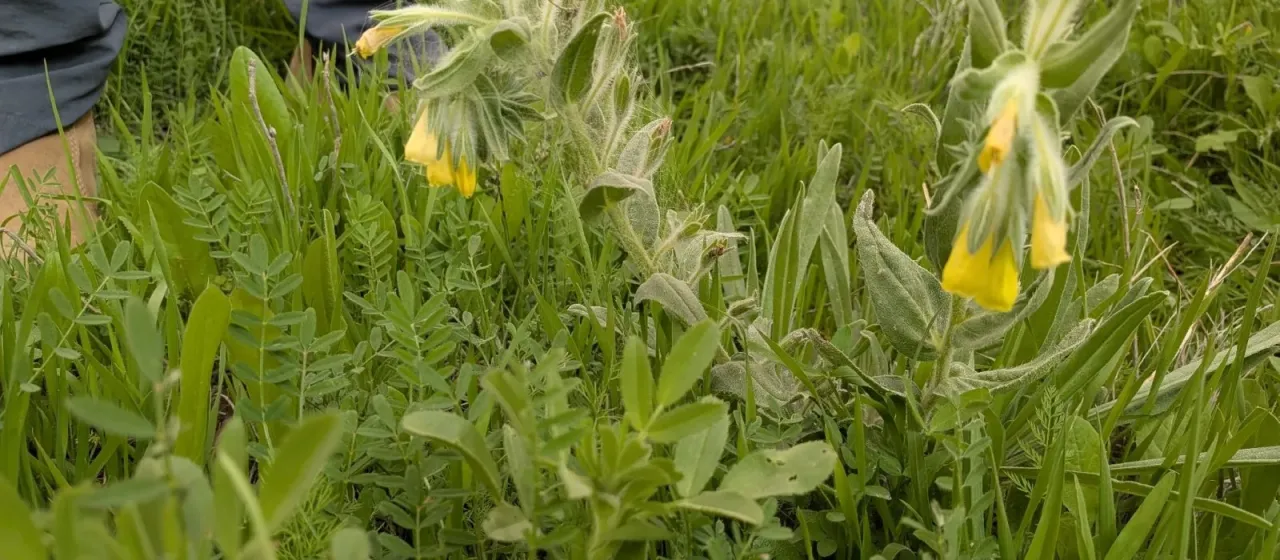 Onosma gigantea