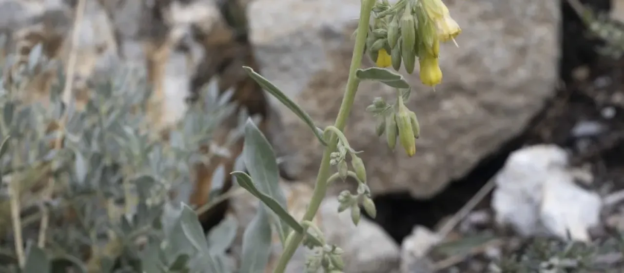 Onosma sericea