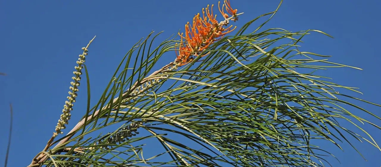 Fern-leaved grevillea