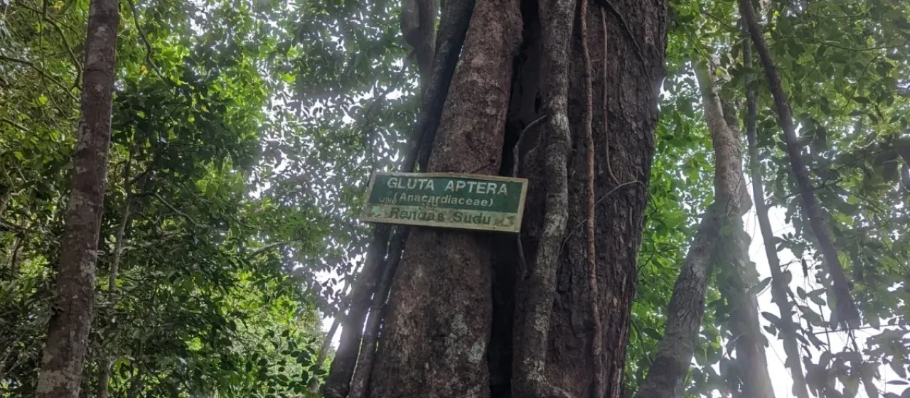 Глута крылатая