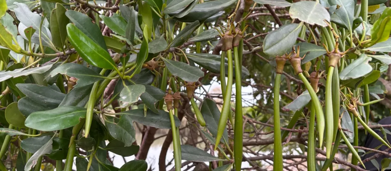 Kandelia obovata