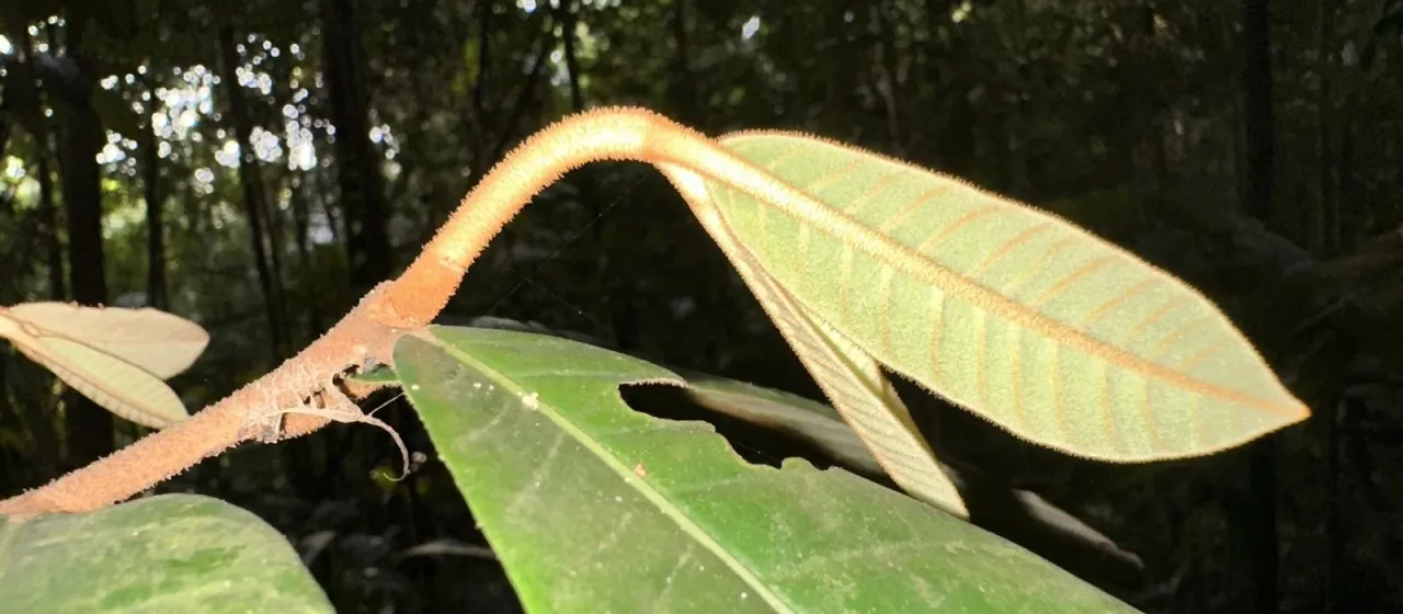 Knema laurina