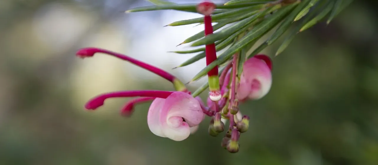 Rosemary grevillea