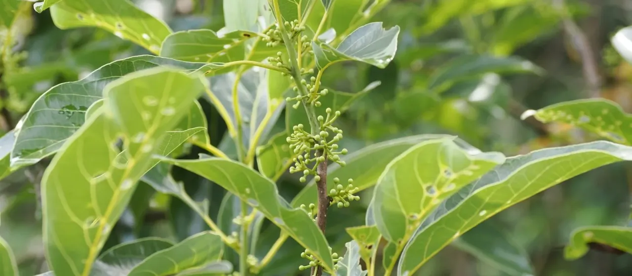 Litsea elliptica