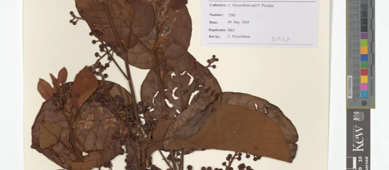 Litsea cordata