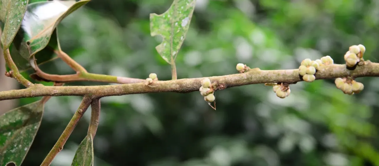 Litsea ferruginea