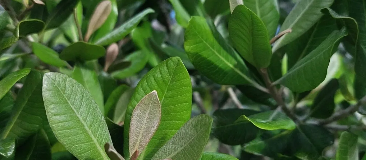 Planchonella costata