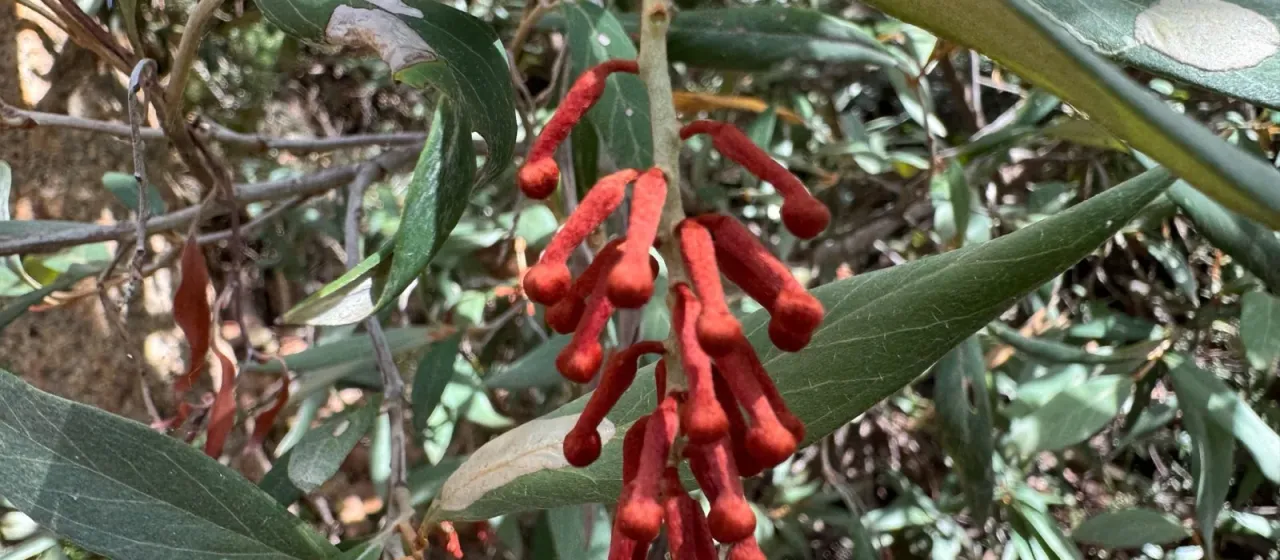 Grevillea victoriae