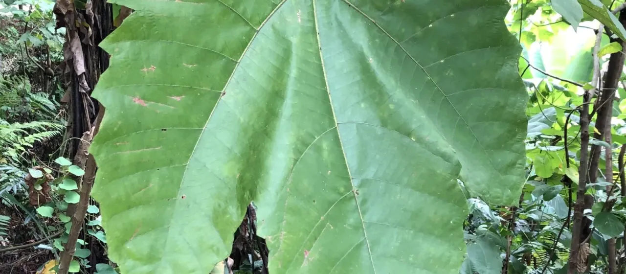 Macaranga gigantea