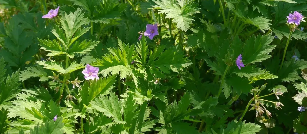 Erodium ruthenicum