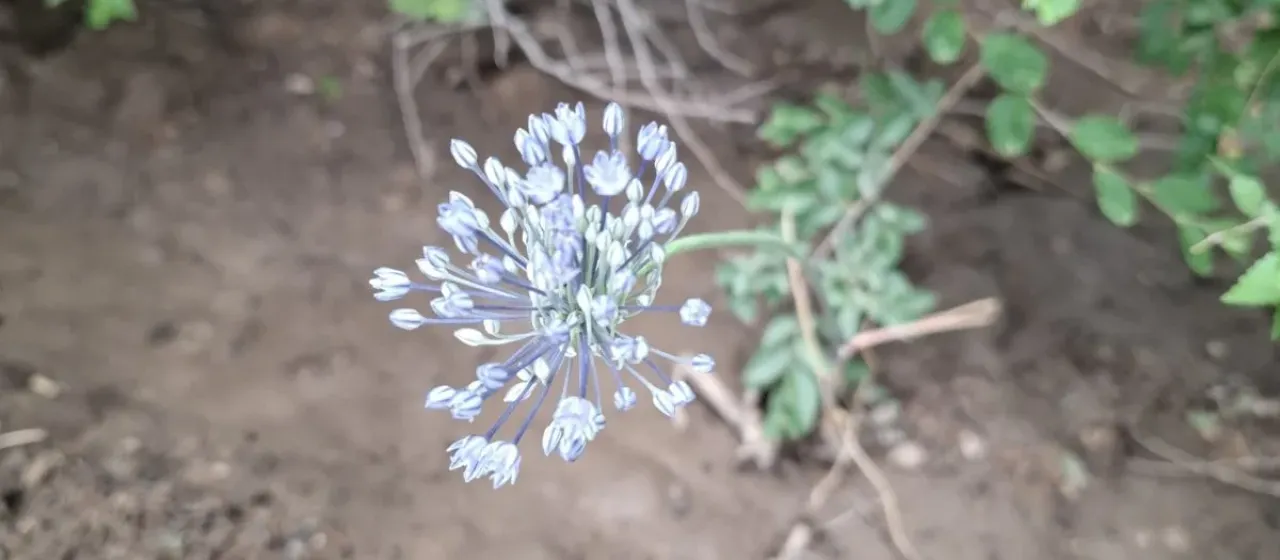 Blue onion