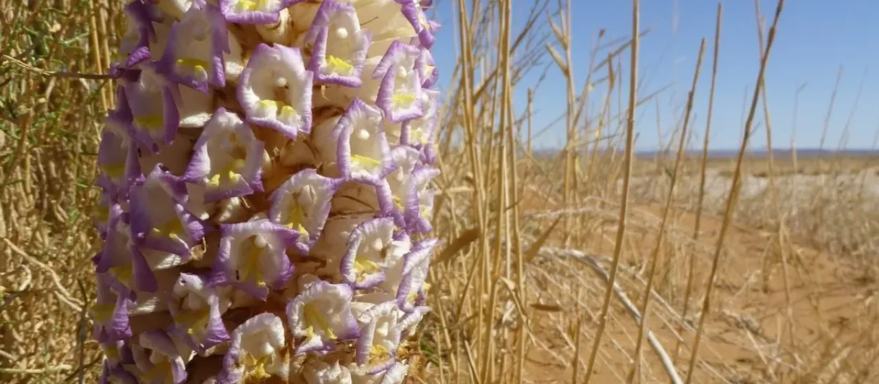 Cistanche deserticola