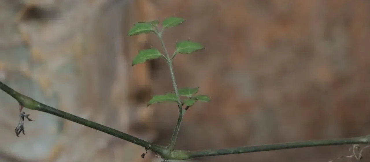Cyphostemma elephantopus
