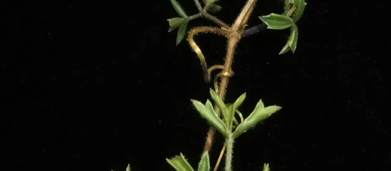 Cyphostemma montagnacii