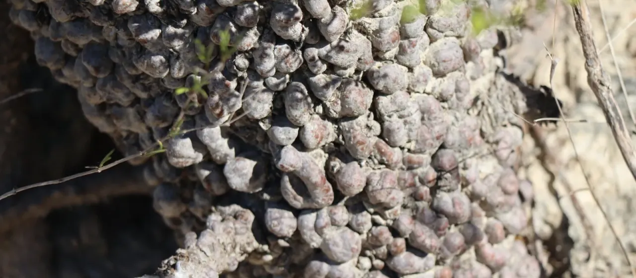 Operculicarya pachypus
