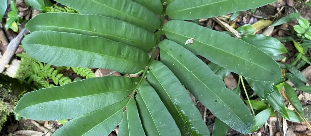 Stangeria eriopus