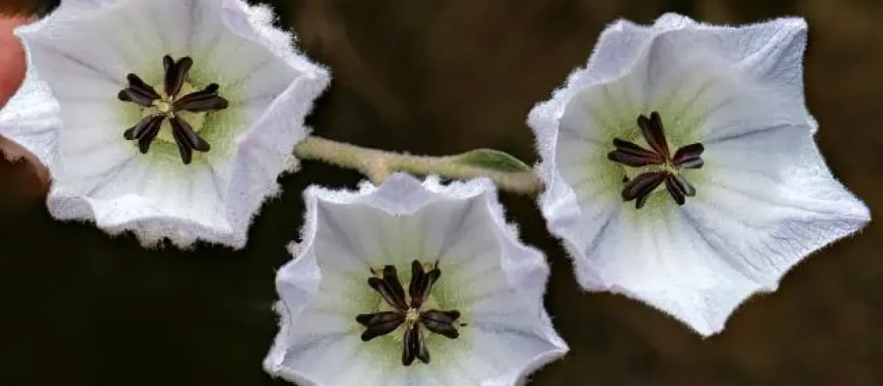 Guichenotia macrantha