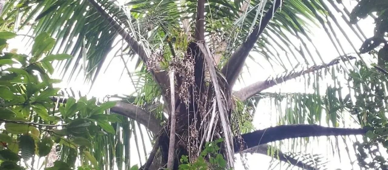 Voanioala gerardii