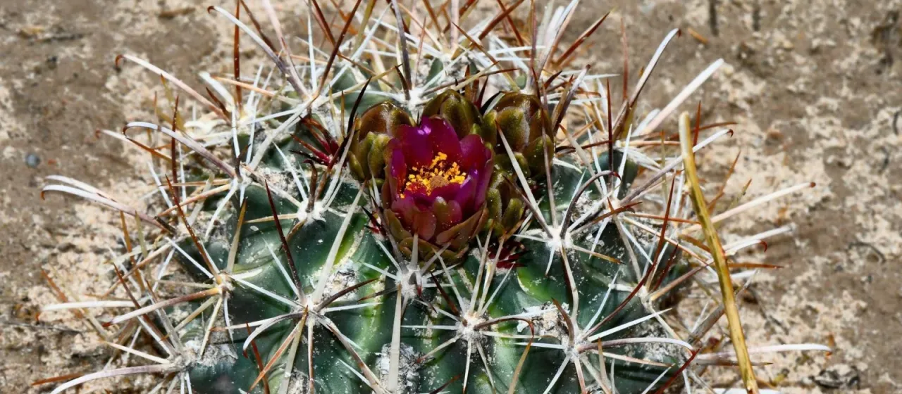 Sclerocactus cloverae