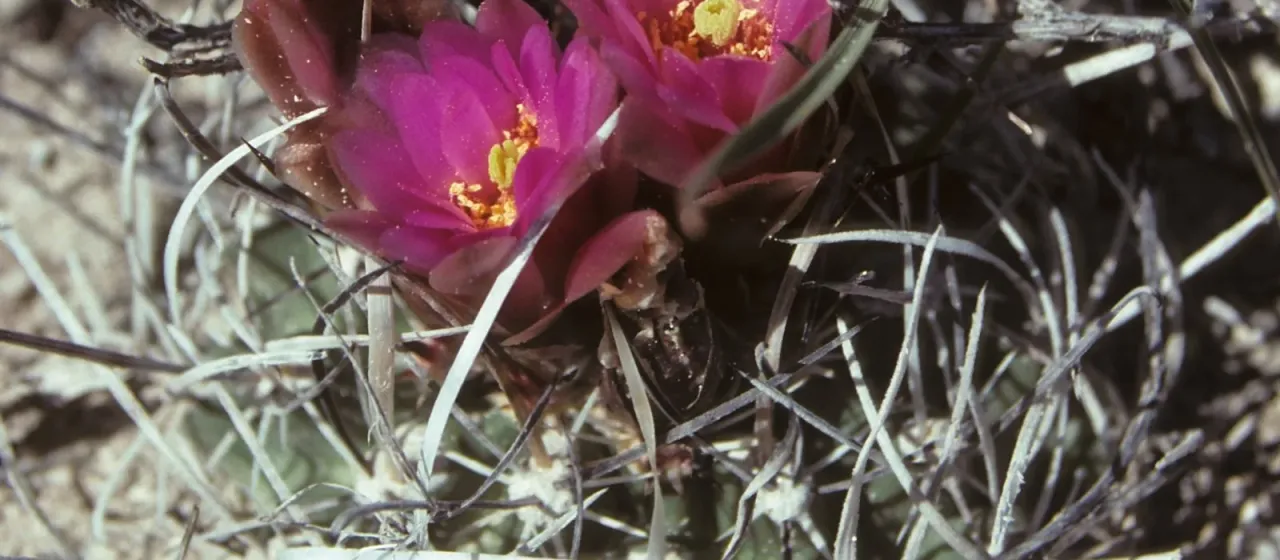 Sclerocactus blainei