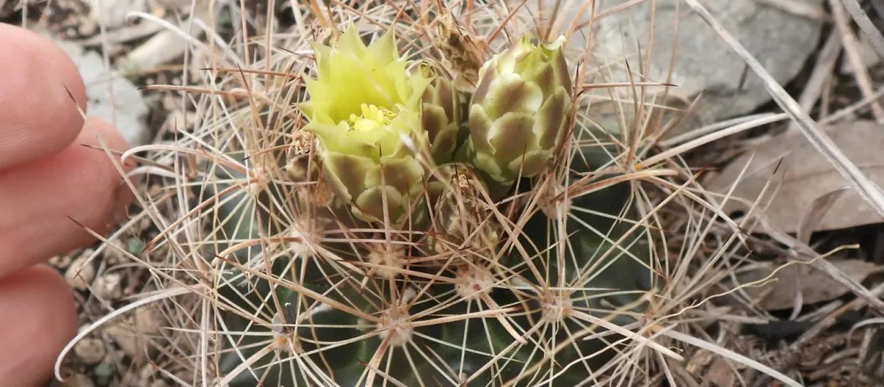 Sclerocactus brevihamatus