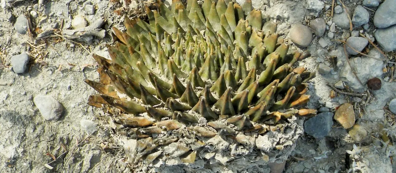 Ariocarpus trigonus