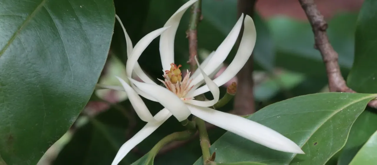 White Magnolia