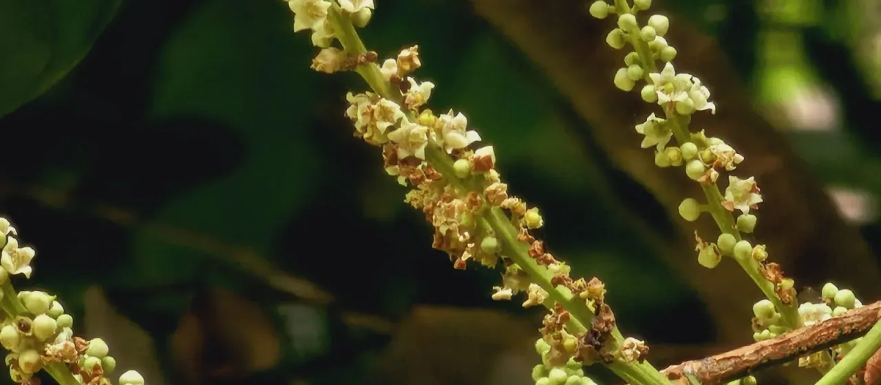 Ochanostachys amentacea