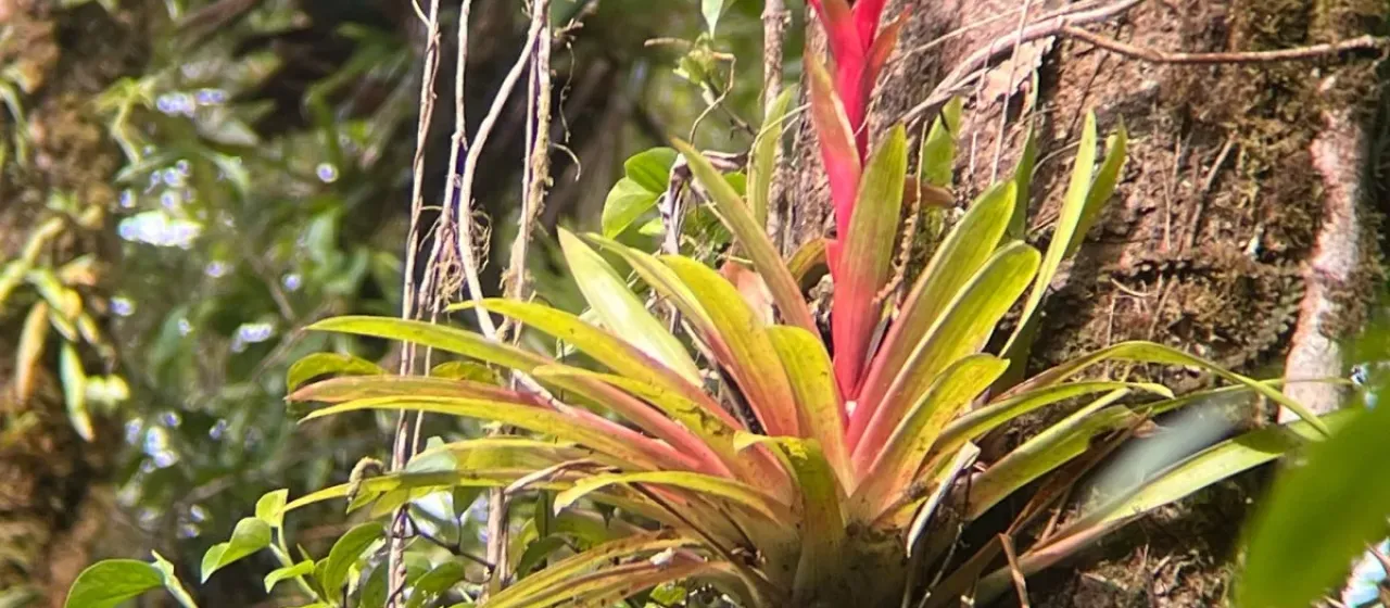 Guzmania blassii