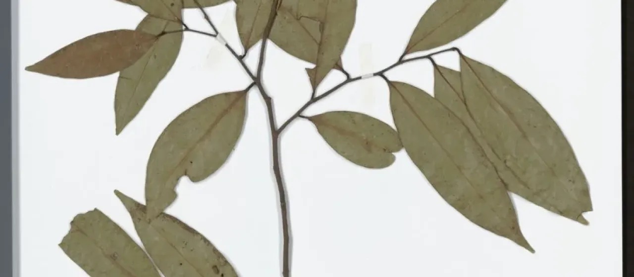 Xylopia elliptica