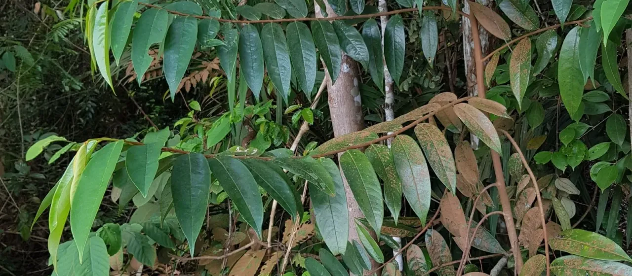 Xylopia ferruginea