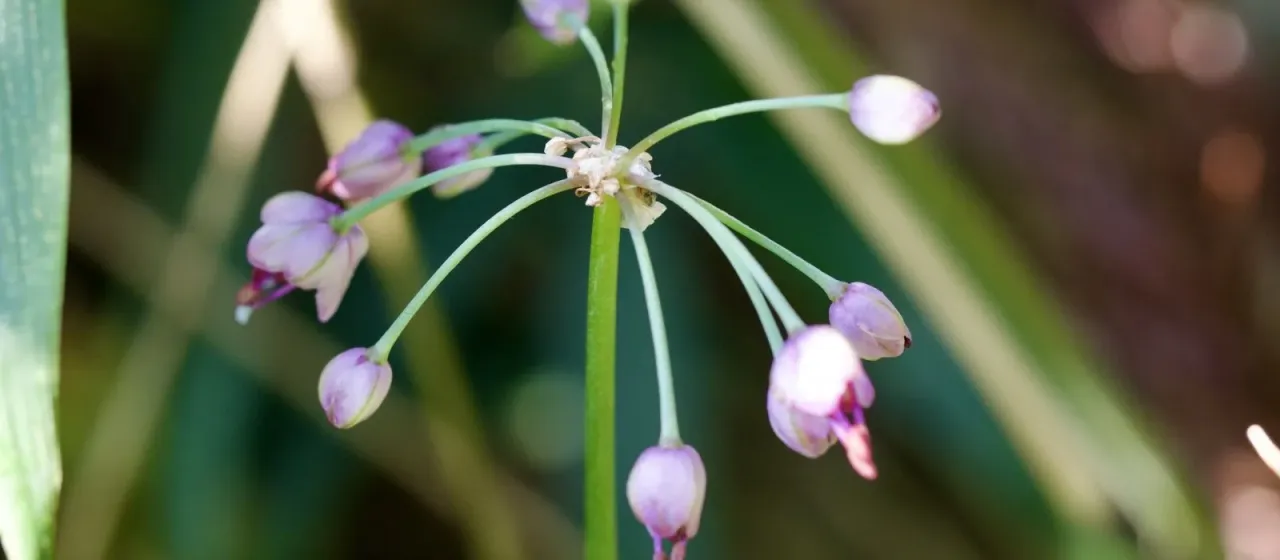 Chinese onion