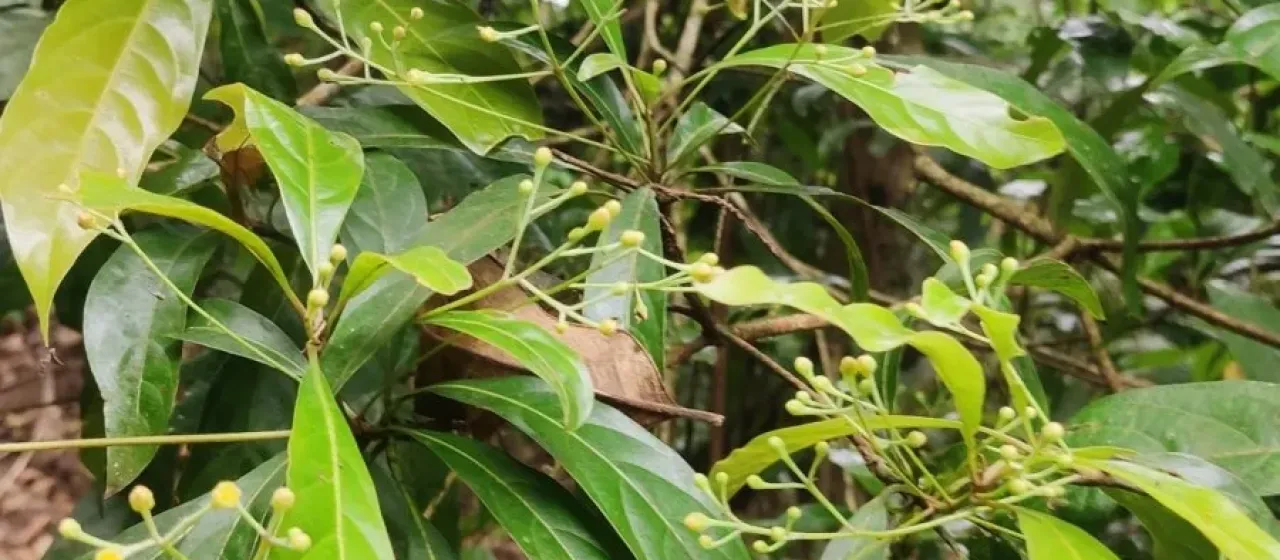 Phoebe lanceolata