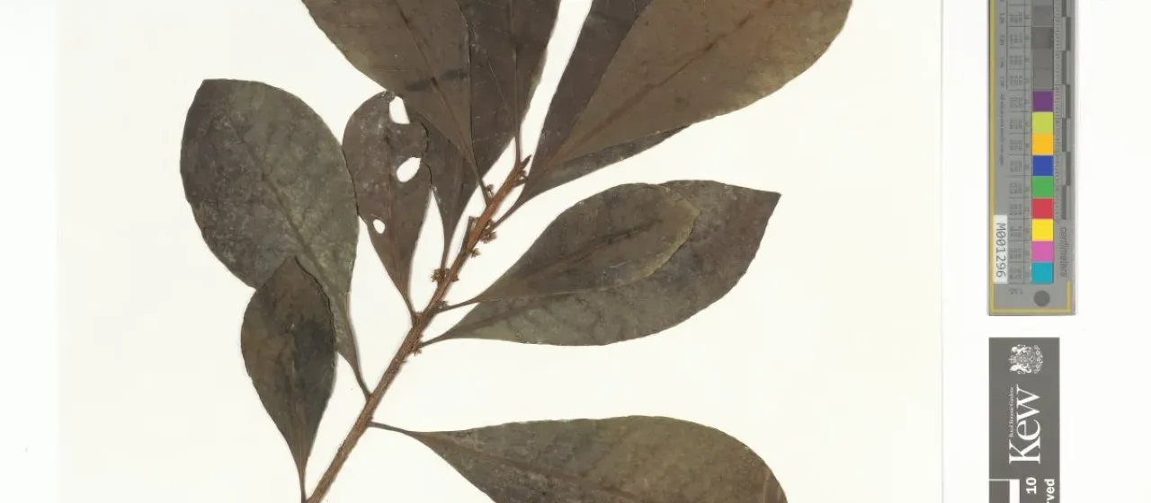 Planchonella linggensis
