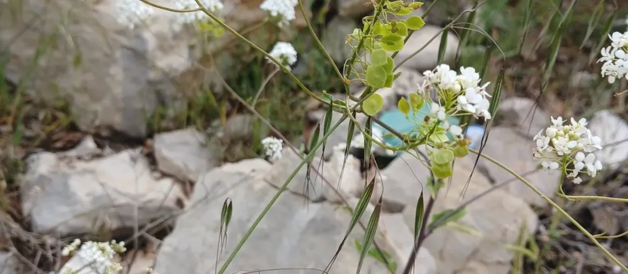 Peltaria angustifolia