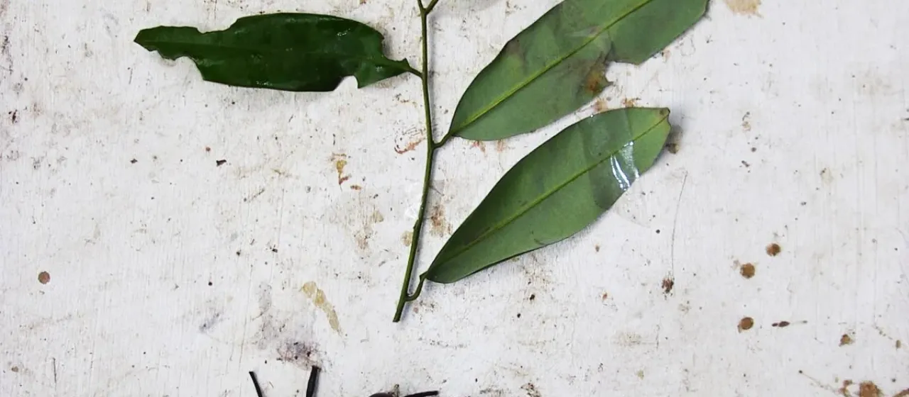 Maasia glauca