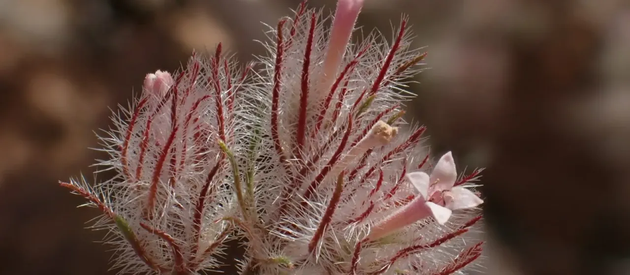 Plocama reboudiana