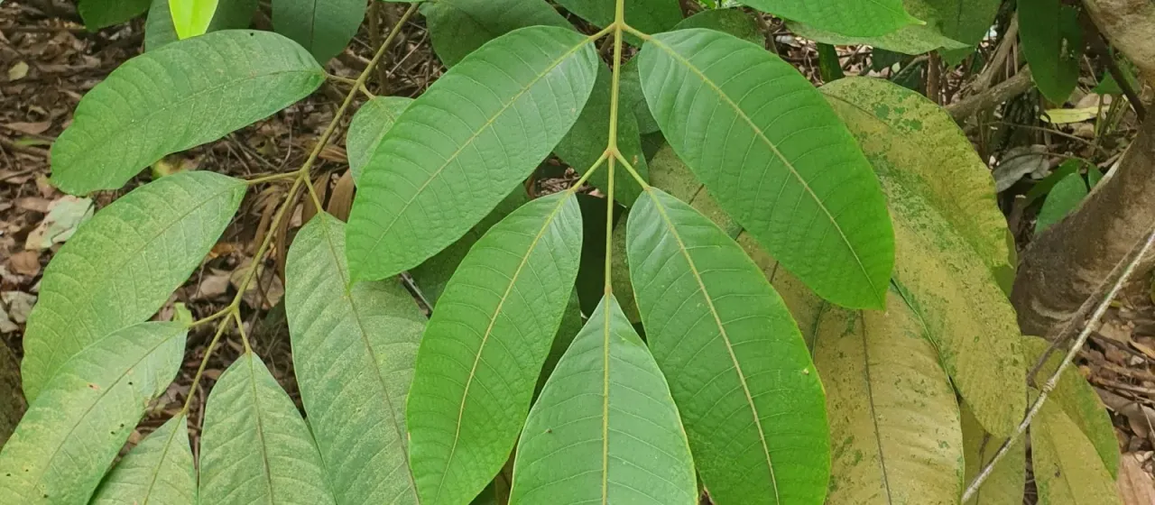 Santiria tomentosa