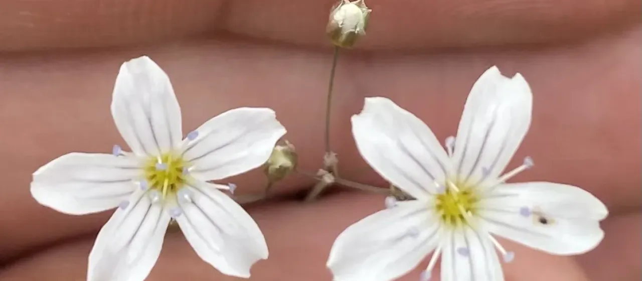 Gypsophila elegans