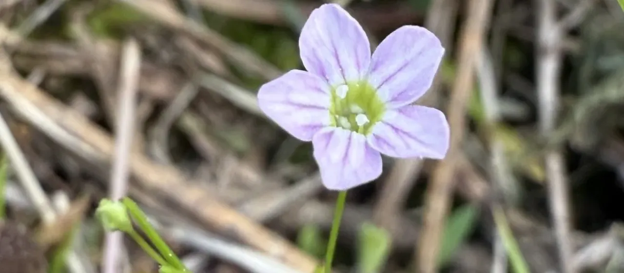 annual gypsophila
