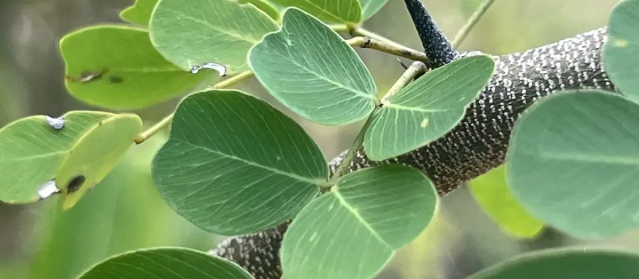 Haematoxylum campechianum L.