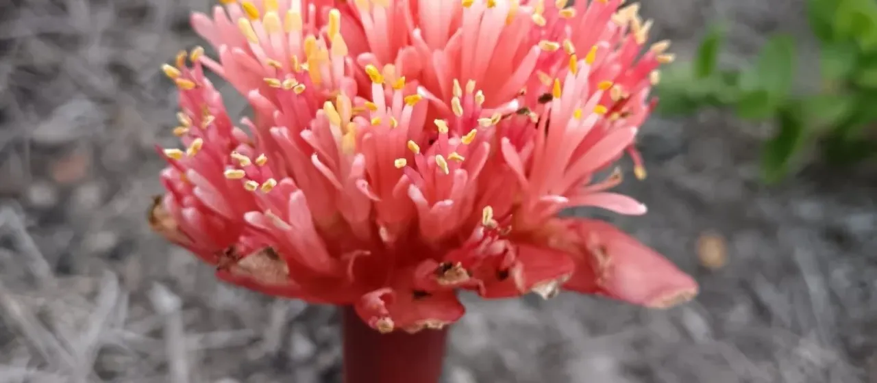 Blood Lily