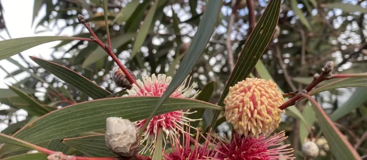 Pincushion hakea