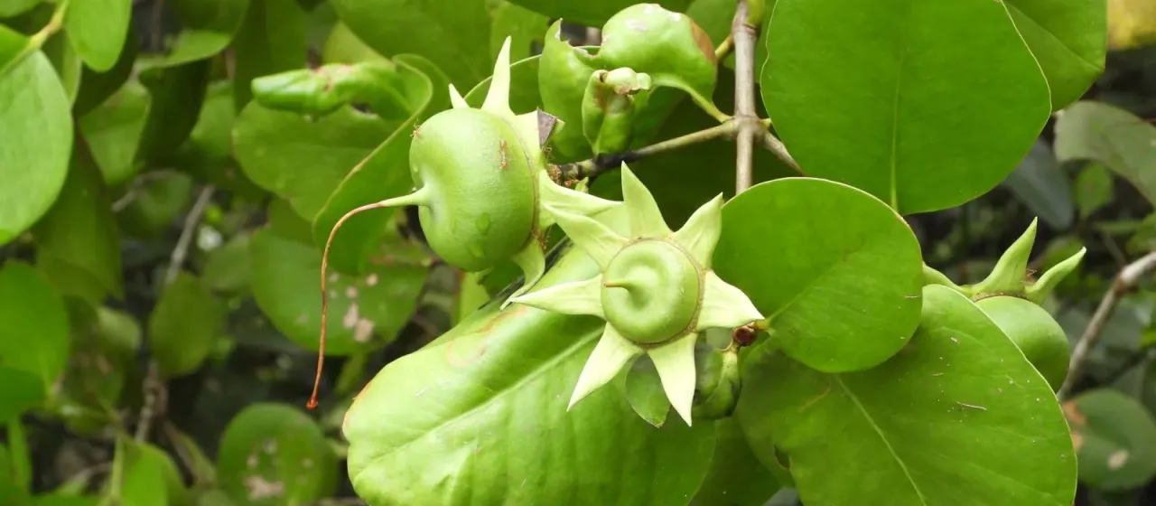 Соннератия белая